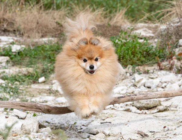 Νεαρή Pomeranian Εικόνα Στη Φύση Φθινόπωρο — Φωτογραφία Αρχείου