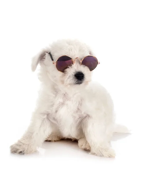 Young Bichon Frise Front White Background — Stock Photo, Image