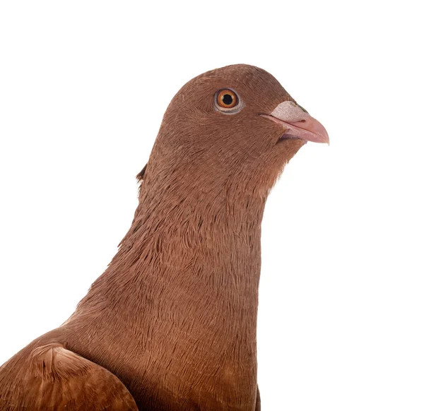도마뱀 비둘기 — 스톡 사진