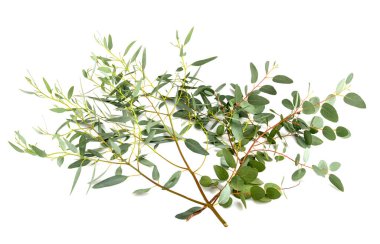 Beyaz arkaplan önünde okaliptüs yaprağı