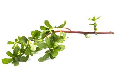 Beyaz arkaplan önünde Portulaca oleracea