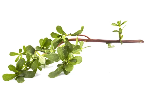 Portulaca Oleracea Voor Witte Achtergrond — Stockfoto