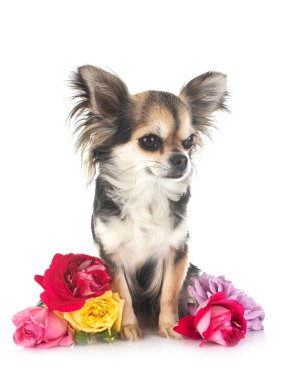 Beyaz arka planda köpek yavrusu chihuahua
