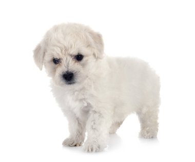 Genç Bichon Frise beyaz arkaplanın önünde