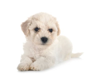 Genç Bichon Frise beyaz arkaplanın önünde