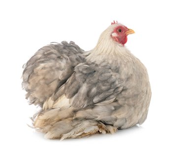 Pekin bantam beyaz arkaplan önünde