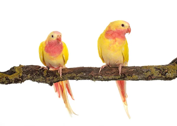 Princess Parrot Front White Background — Stock Photo, Image