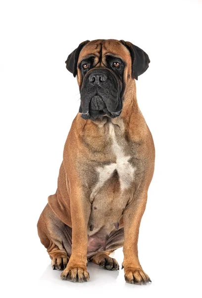 Jovem Bullmastiff Frente Fundo Branco — Fotografia de Stock