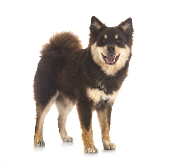 Finn Lapphund Előtt Fehér Háttér — Stock Fotó