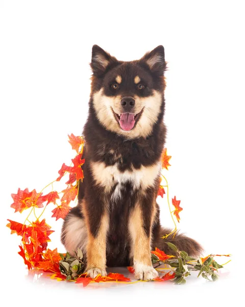 Fiński Lapphund Przed Białym Tle — Zdjęcie stockowe