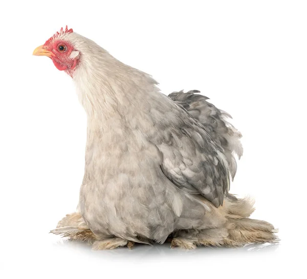 Pekin Bantam Voor Witte Achtergrond — Stockfoto