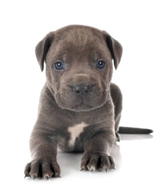 Beyaz arka planda köpek yavrusu İtalyan mastifi.