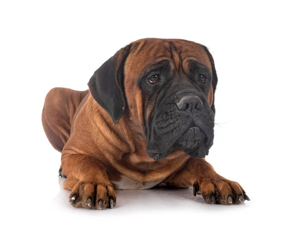 Italiaanse Mastiff Voorkant Van Witte Achtergrond — Stockfoto