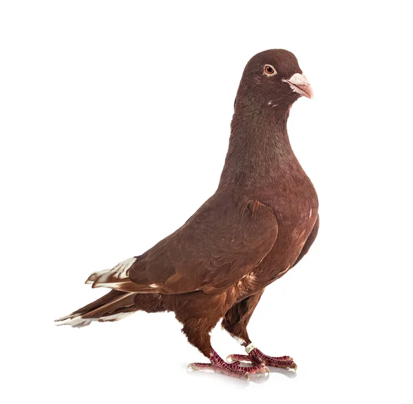 도마뱀 비둘기 — 스톡 사진