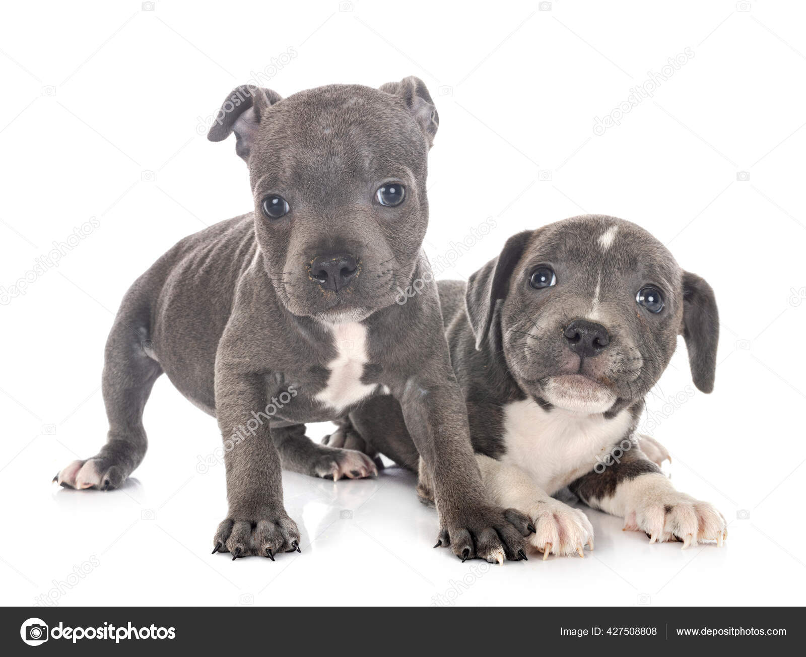警犬在白种人的背景前的斯塔福德郡公牛犬 图库照片 C Cynoclub 警犬在白种人的背景前的斯塔福德郡公牛犬 图库照片 C Cynoclub