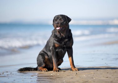 Safkan Rottweiler yazın kumsalda oturuyor.