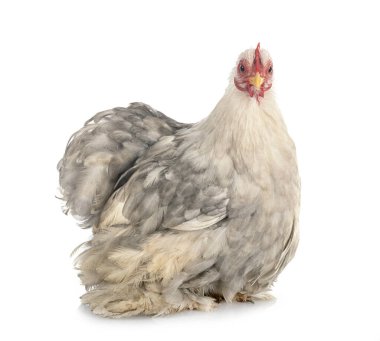 Pekin bantam beyaz arkaplan önünde