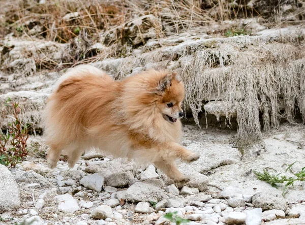 Mladý Pomeranian Obraz Přírodě Podzim — Stock fotografie