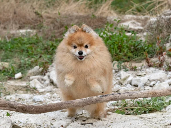 Mladý Pomeranian Obraz Přírodě Podzim — Stock fotografie