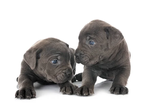 Pups Italiaanse Mastiff Voorkant Van Witte Achtergrond — Stockfoto