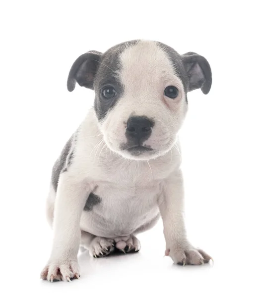 Puppy Staffordshire Touro Terrier Frente Fundo Branco — Fotografia de Stock