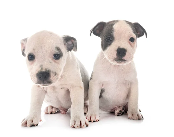 Cachorros Staffordshire Bull Terrier Frente Fondo Blanco —  Fotos de Stock