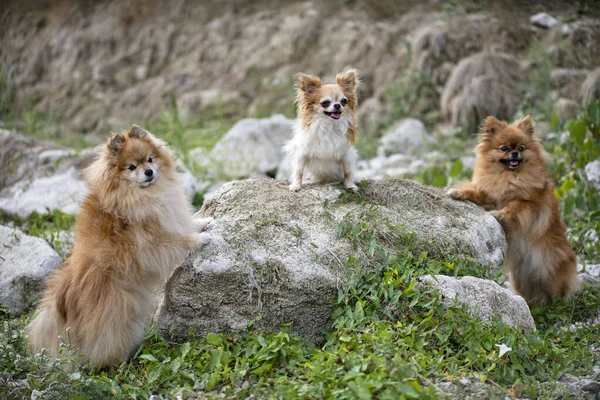 Ung Pommerska Och Chihuahua Bild Naturen Hösten — Stockfoto