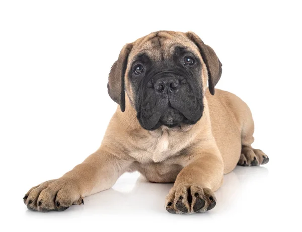 Jovem Bullmastiff Frente Fundo Branco — Fotografia de Stock