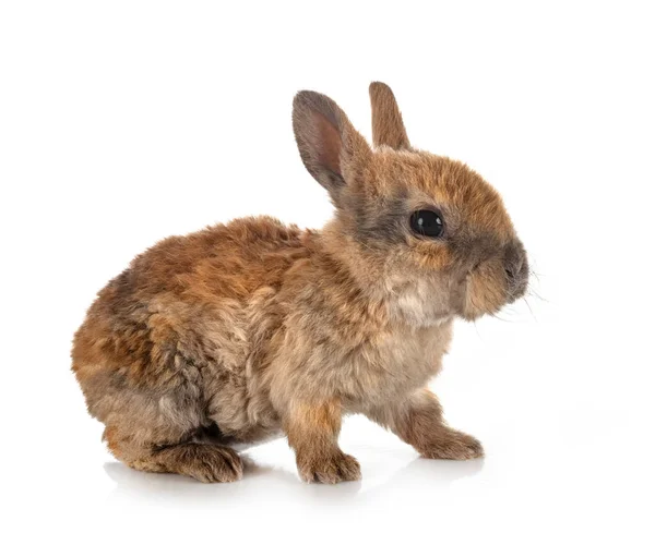 Кролик Рекс Белом Фоне — стоковое фото