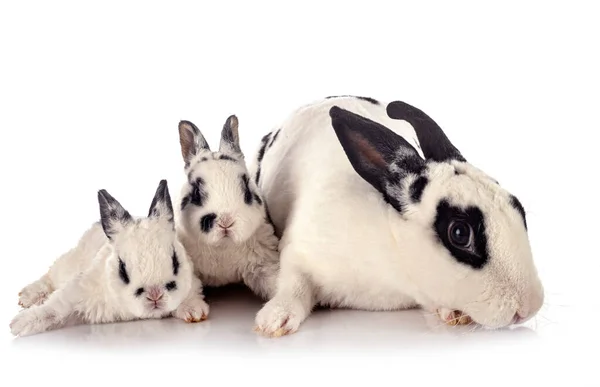 Beyaz Arkaplan Önünde Rex Tavşanları — Stok fotoğraf