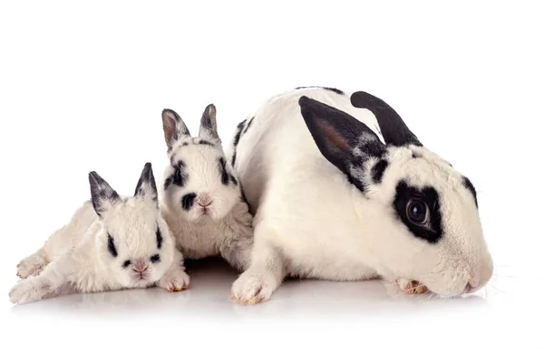 Rex Rabbits Front White Background — Stock Photo, Image