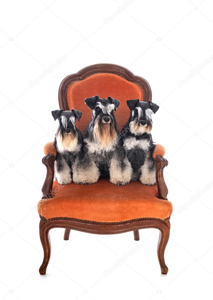 miniature schnauzers in front of white background