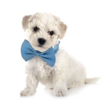 Genç Bichon Frise beyaz arkaplanın önünde