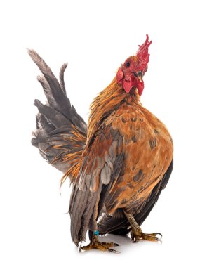 Beyaz arkaplan önünde Malezya seraması