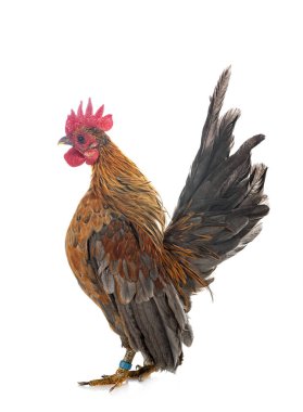 Beyaz arkaplan önünde Malezya seraması