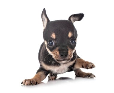 Beyaz arka planda küçük bir chihuahua