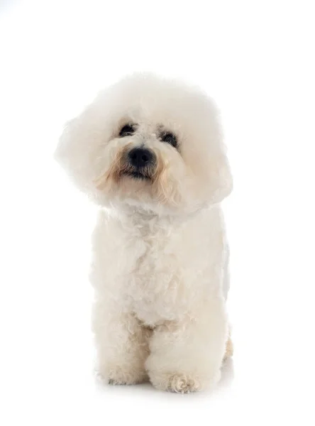 Young Bichon Frise Front White Background — Stock Photo, Image