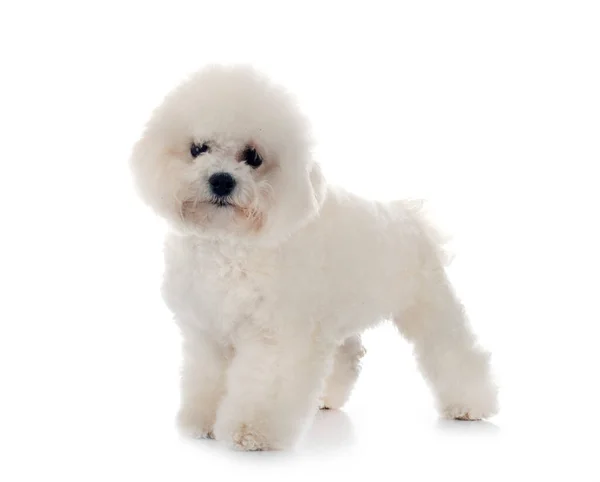 Jovem Bichon Frise Frente Fundo Branco — Fotografia de Stock