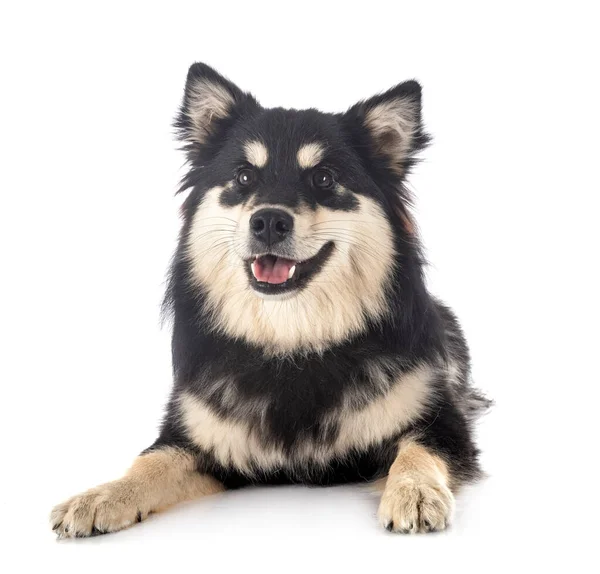 Fins Lapphund Voor Witte Achtergrond — Stockfoto