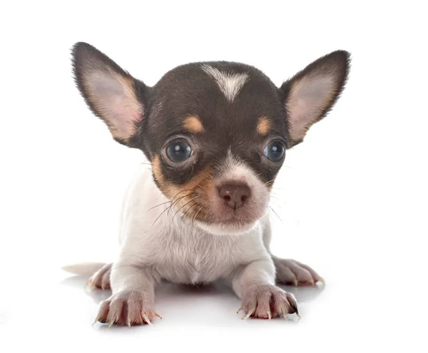 Piccolo Chihuahua Davanti Sfondo Bianco — Foto Stock