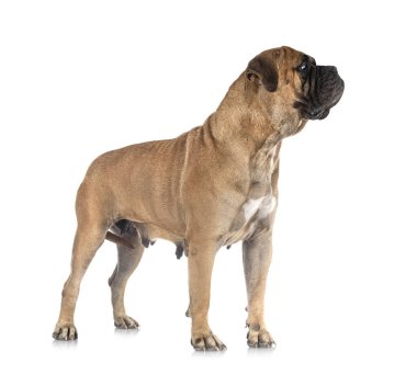 Beyaz arkaplan önünde genç bir boğa.