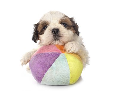 Köpek Shih Tzu beyaz arkaplanın önünde