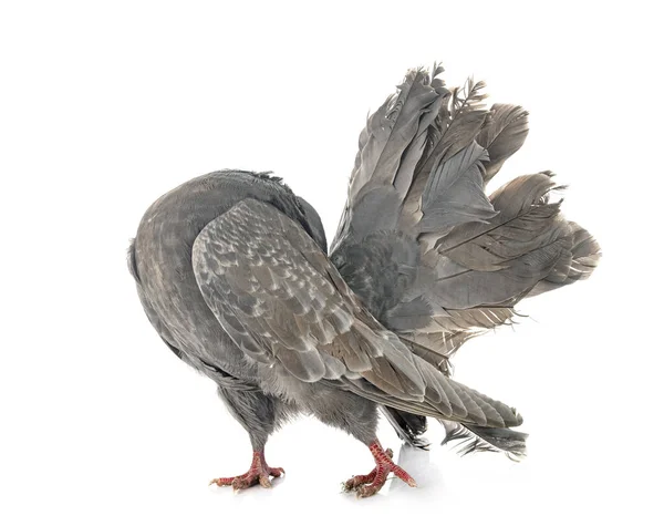 Fantail Pigeon Front White Background — Stock Photo, Image