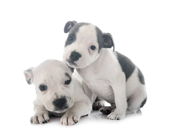 Cachorros Staffordshire Bull Terrier Frente Fondo Blanco —  Fotos de Stock