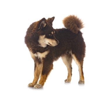 Beyaz arkaplan önünde Fince Lapphund