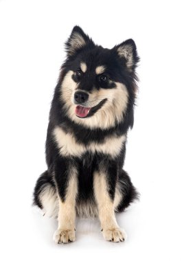 Beyaz arkaplan önünde Fince Lapphund