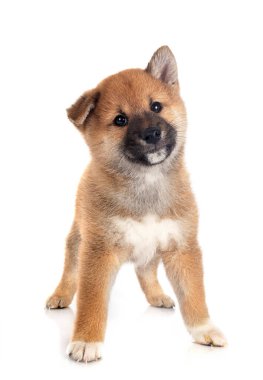 Beyaz arka planda köpek yavrusu shiba inu
