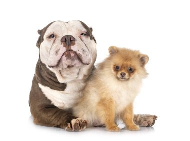 Beyaz arka plan önünde Amerikan zorbası ve tükürük