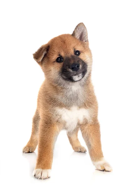 Cachorro Shiba Inu Delante Fondo Blanco —  Fotos de Stock