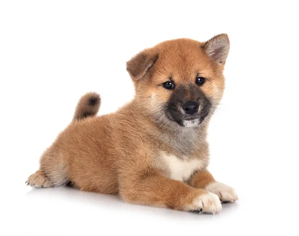 Filhote Cachorro Shiba Inu Frente Fundo Branco — Fotografia de Stock